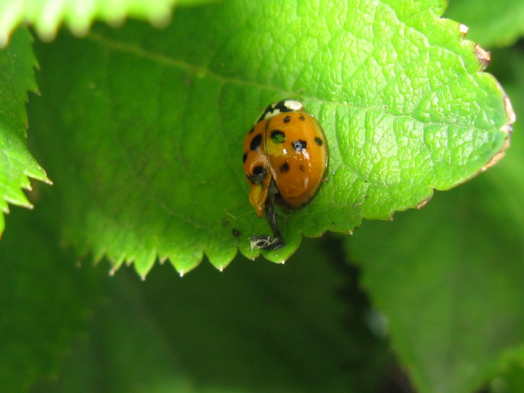 Coccinellidae: Harmonia quadripunctata e Harmonia axyridis