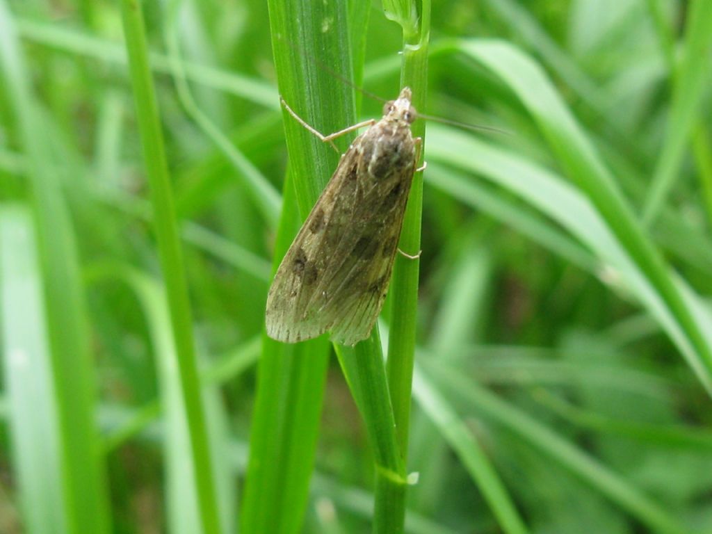 Quale Crambidae? Nomophila noctuella