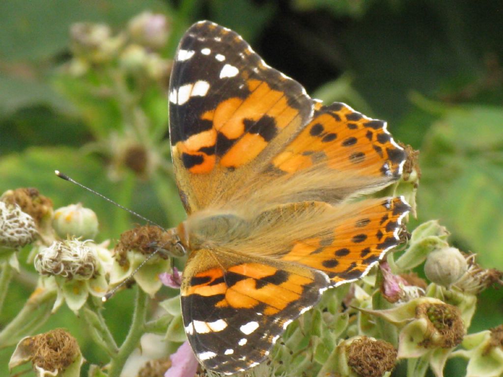 Vanessa cardui? S