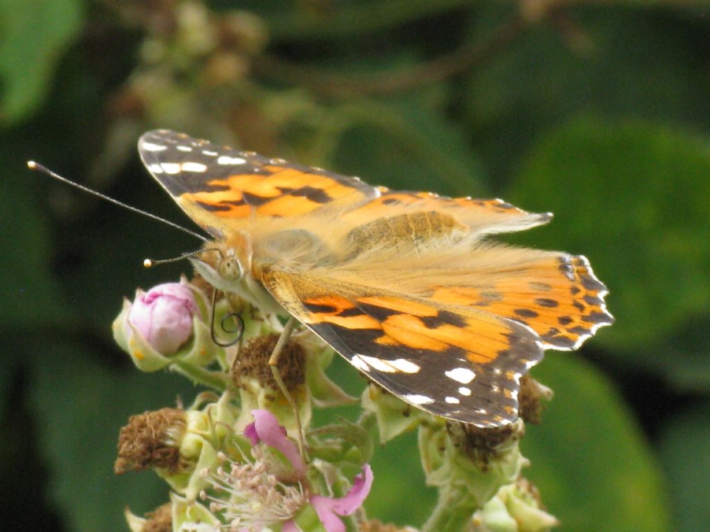 Vanessa cardui? S