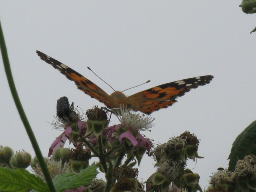 Vanessa cardui? S