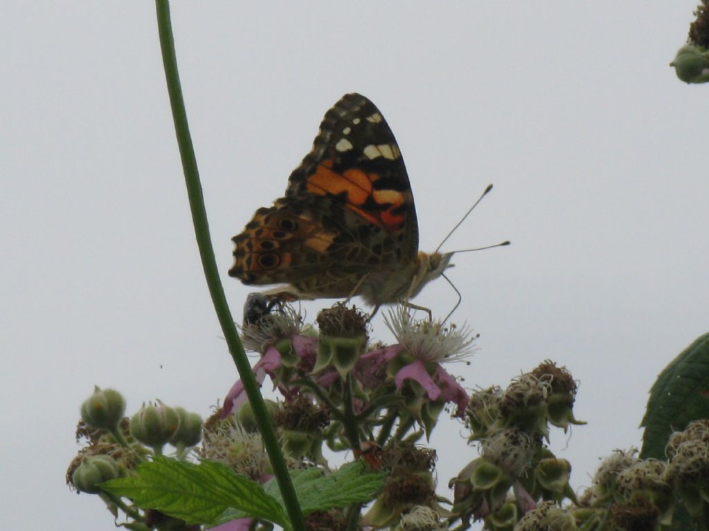 Vanessa cardui? S