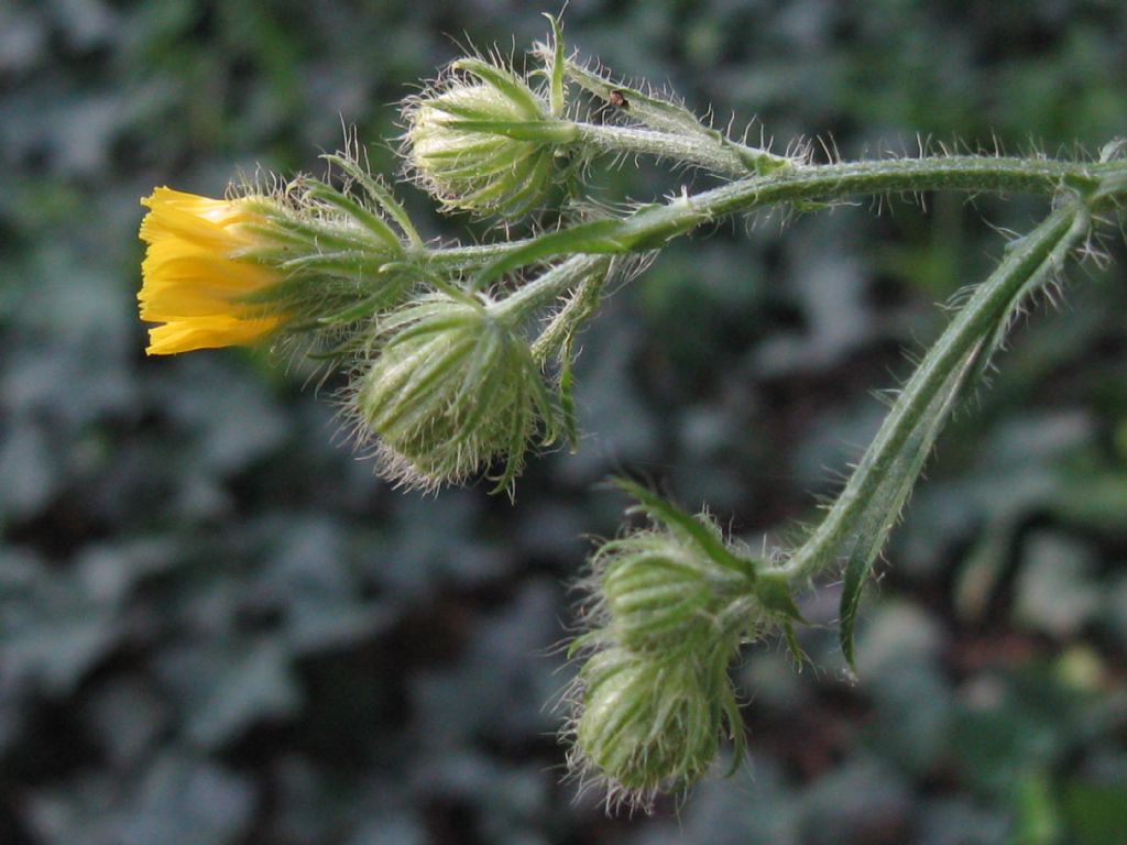 Crepis setosa / Radicchiella cotonosa