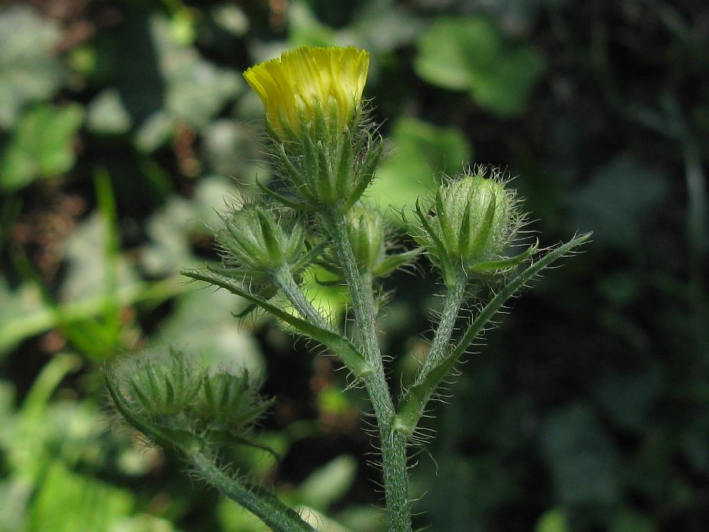 Crepis setosa / Radicchiella cotonosa