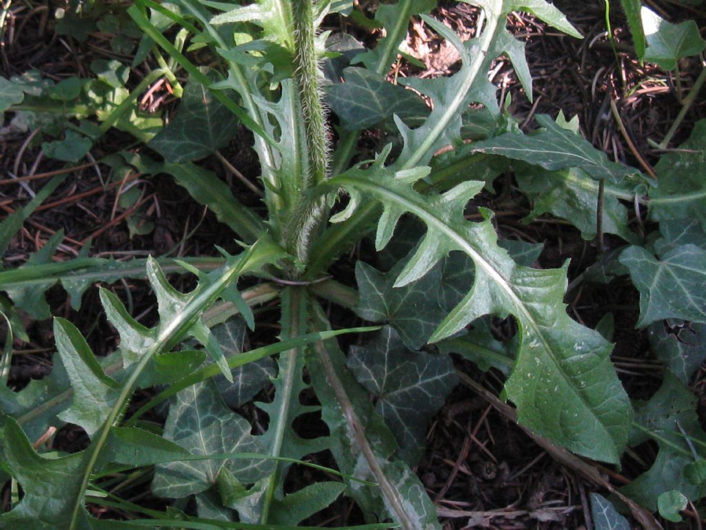 Crepis setosa / Radicchiella cotonosa