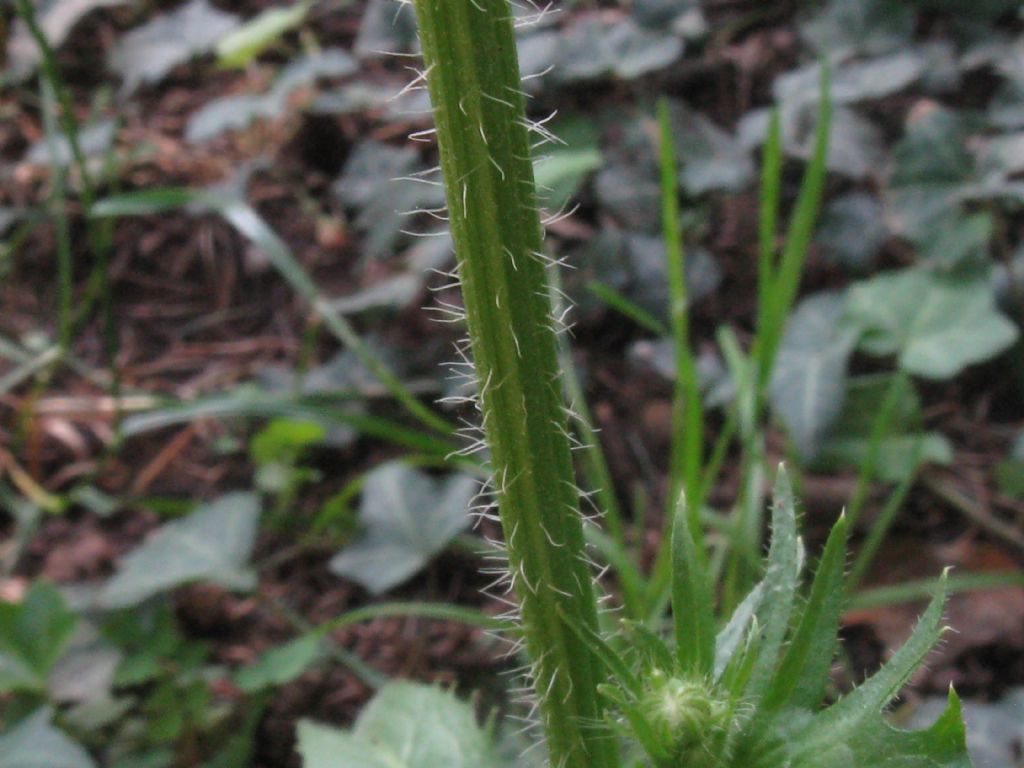 Crepis setosa / Radicchiella cotonosa