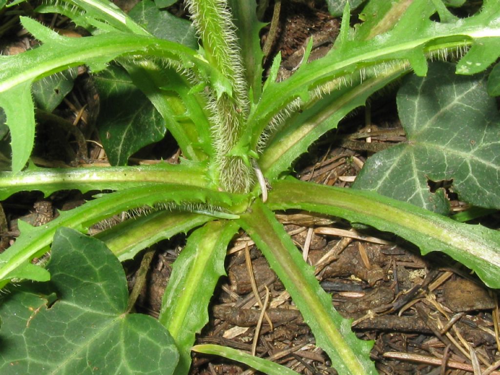 Crepis setosa / Radicchiella cotonosa