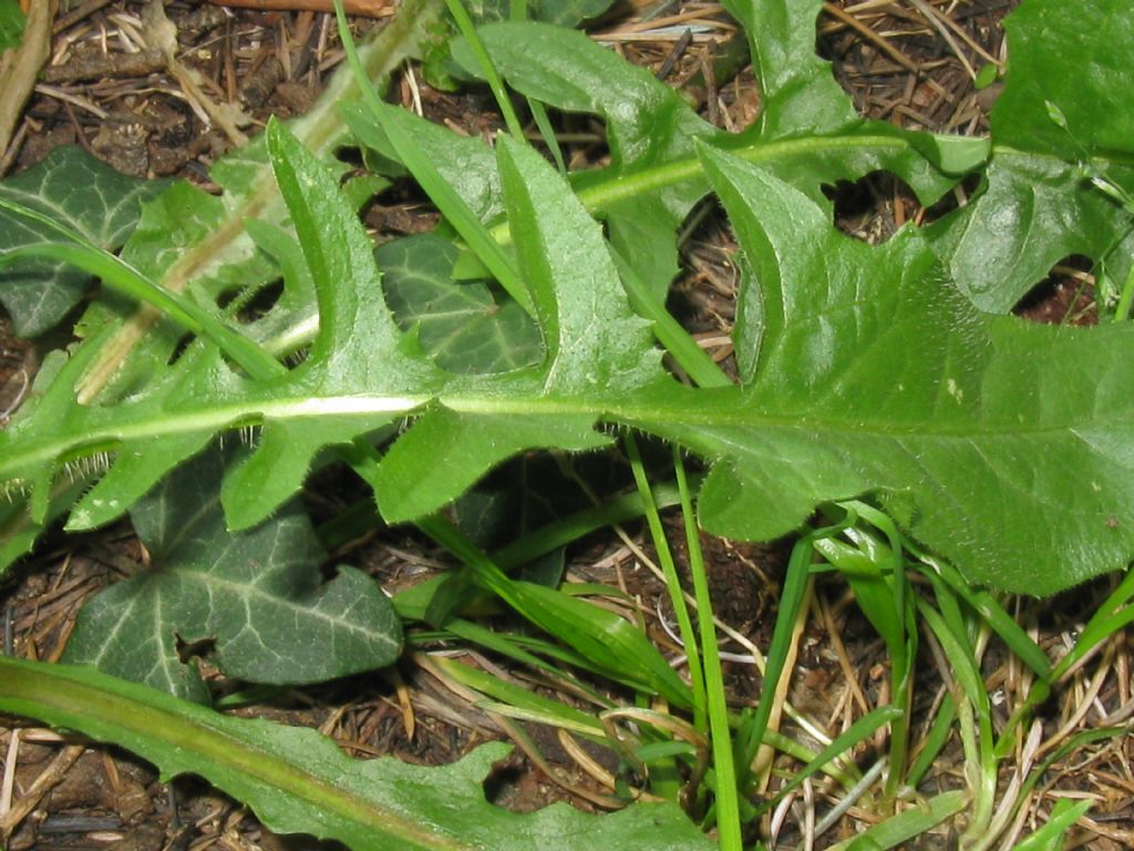 Crepis setosa / Radicchiella cotonosa