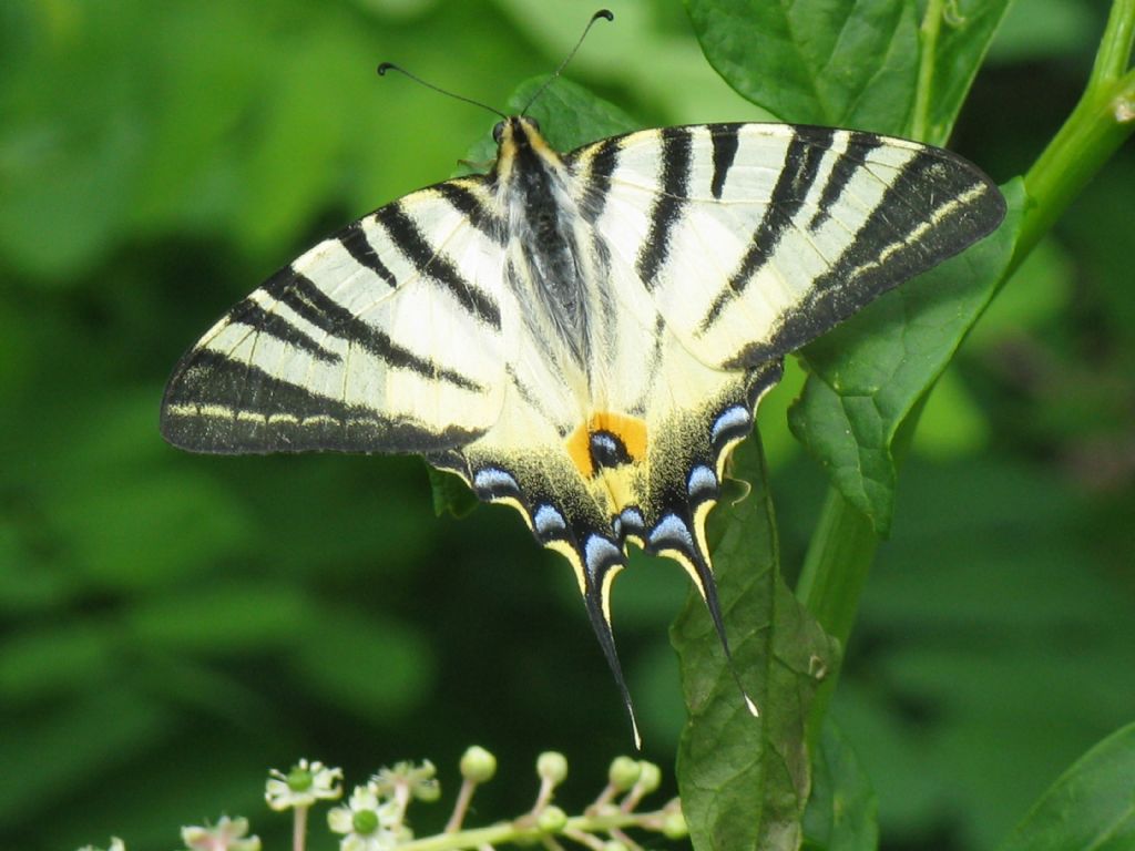 Iphiclides podalirius?  S !