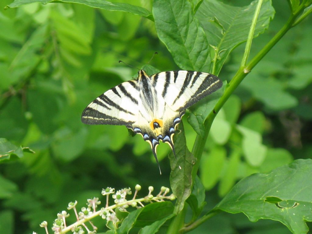 Iphiclides podalirius?  S !