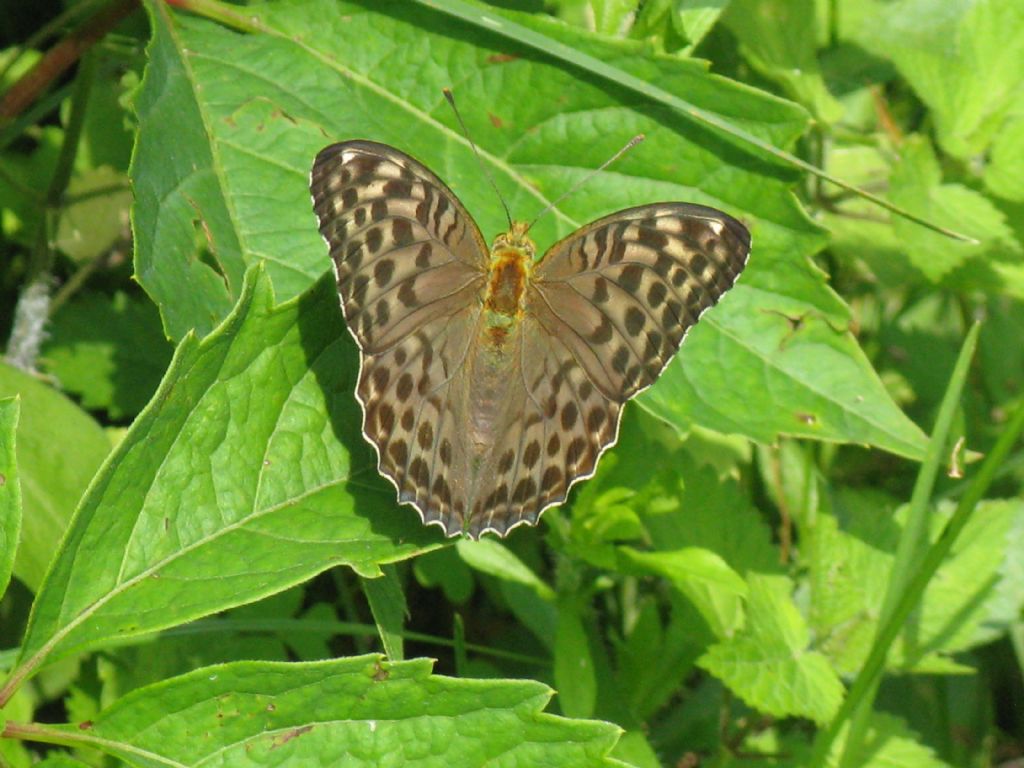 Argynnis pandora?  No, Argynnis paphia , femmina