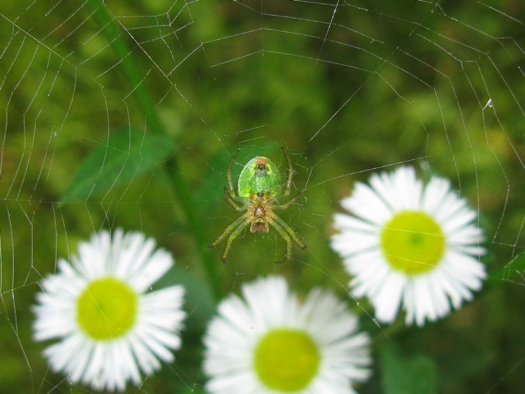 Araniella sp. - Monza