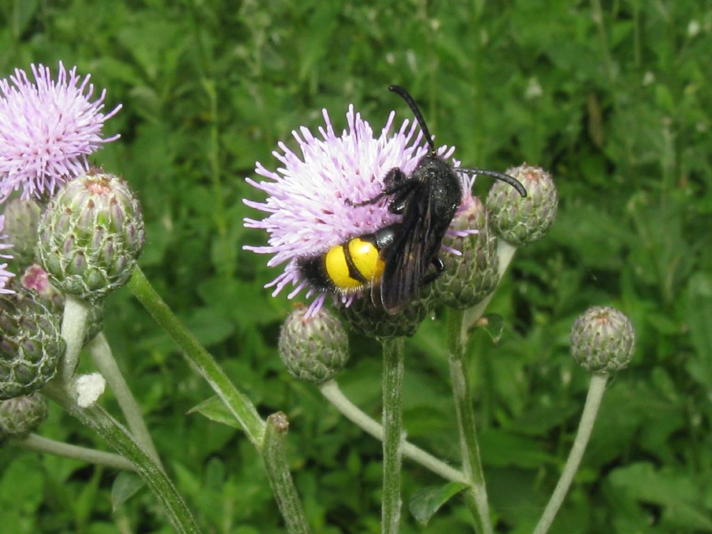 Apidae?  No, Scoliidae: Scolia hirta, maschio