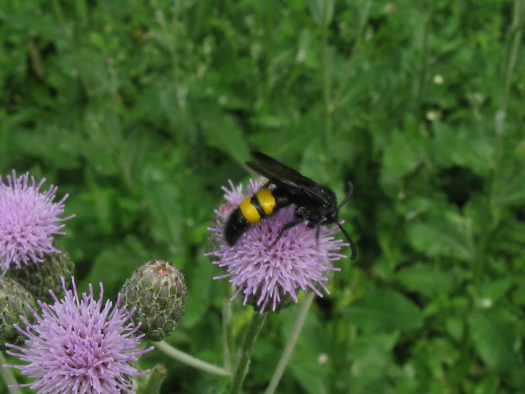 Apidae?  No, Scoliidae: Scolia hirta, maschio