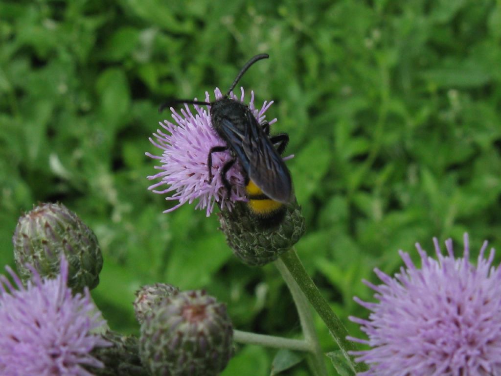 Apidae?  No, Scoliidae: Scolia hirta, maschio