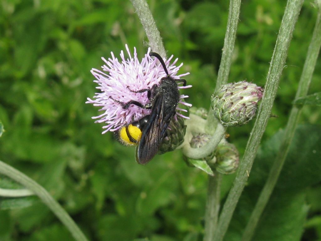 Apidae?  No, Scoliidae: Scolia hirta, maschio