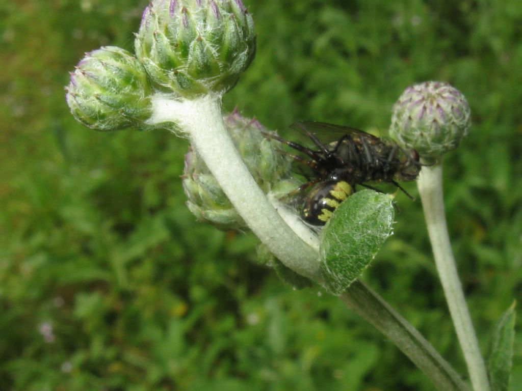 Apidae?  No, Scoliidae: Scolia hirta, maschio