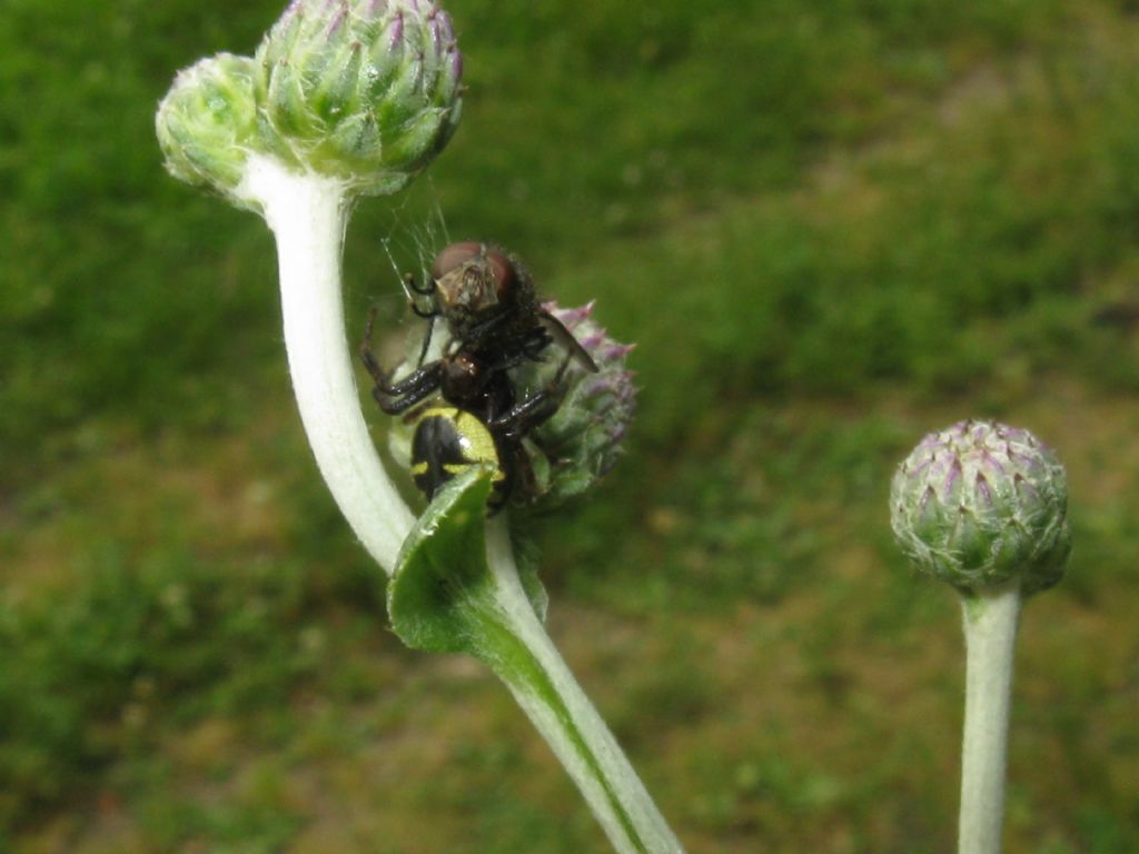 Apidae?  No, Scoliidae: Scolia hirta, maschio