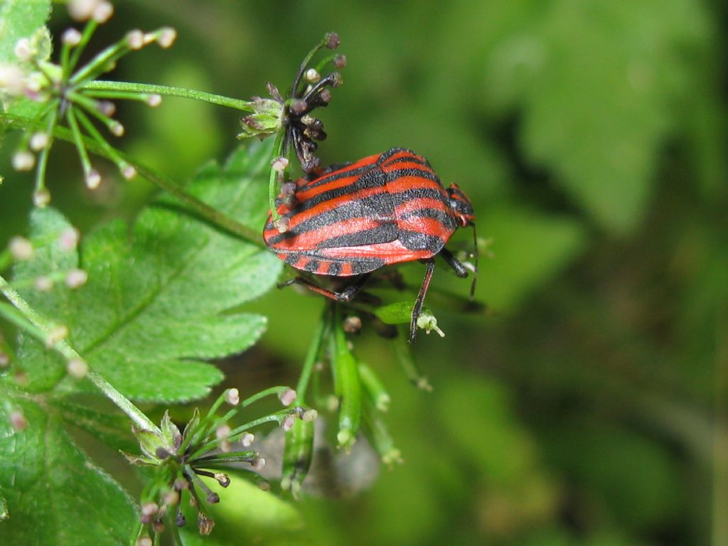 Pentatomidae: Graphosoma italicum