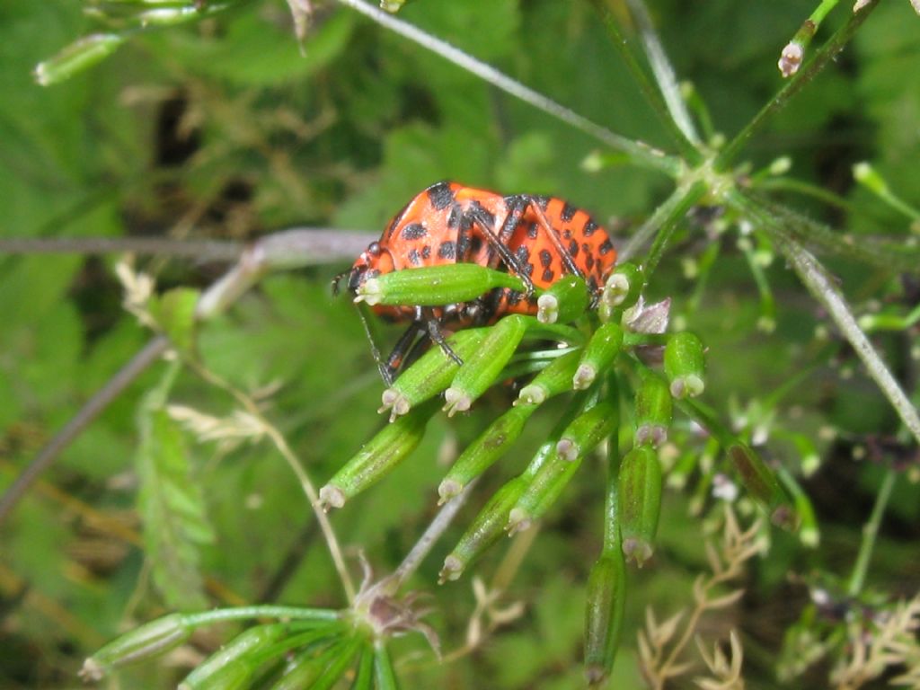 Pentatomidae: Graphosoma italicum