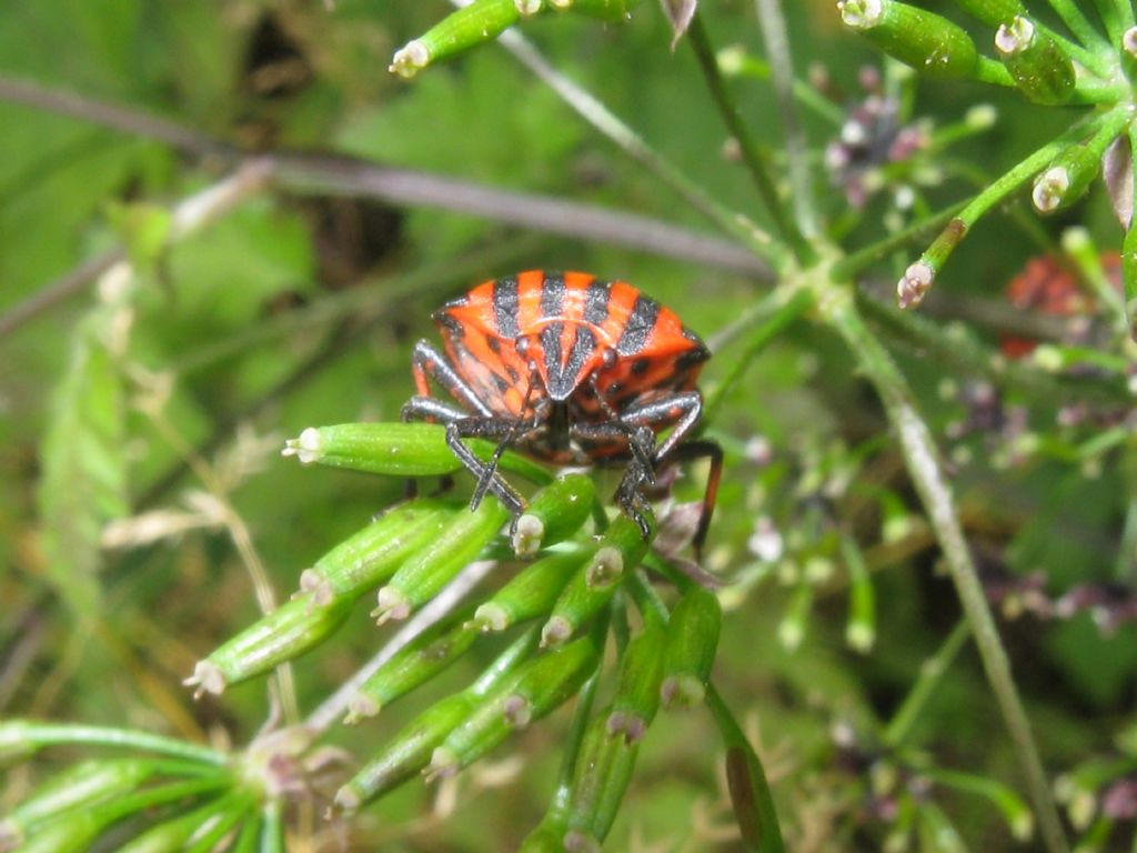 Pentatomidae: Graphosoma italicum