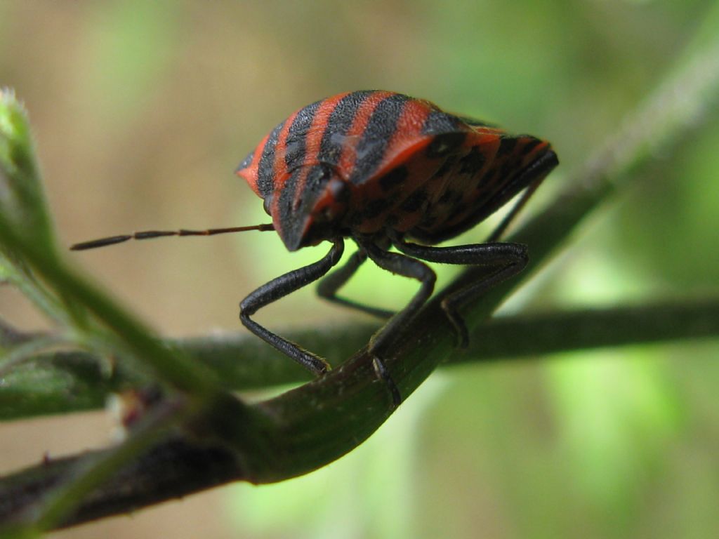 Pentatomidae: Graphosoma italicum