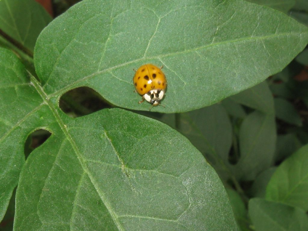 Harmonia axyridis?  S !