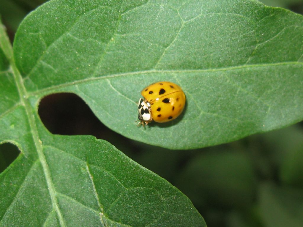 Harmonia axyridis?  S !