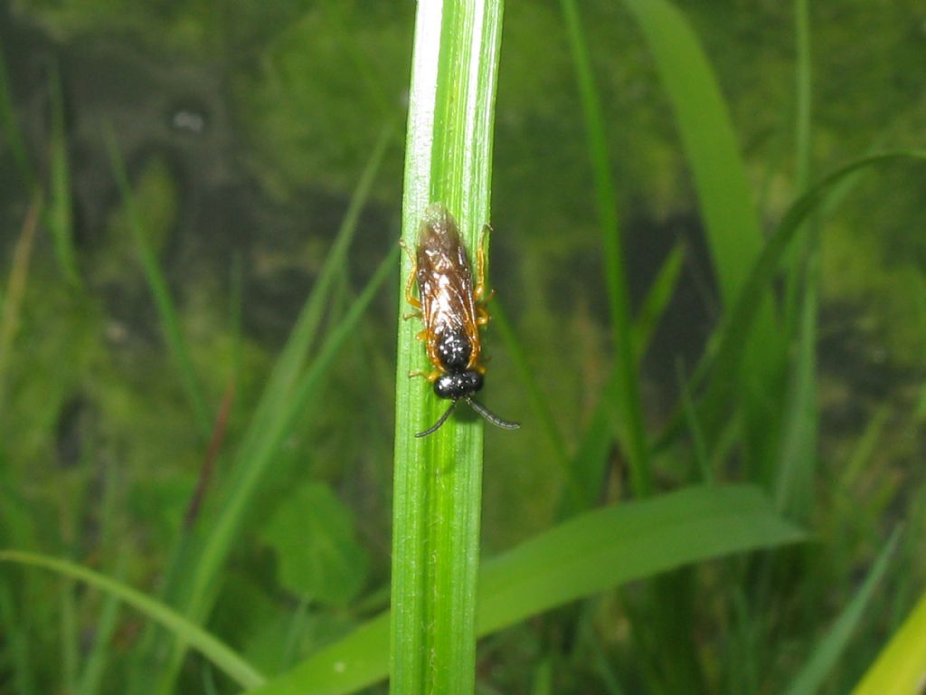 Fam. Tenthredinidae: prob. Selandria serva