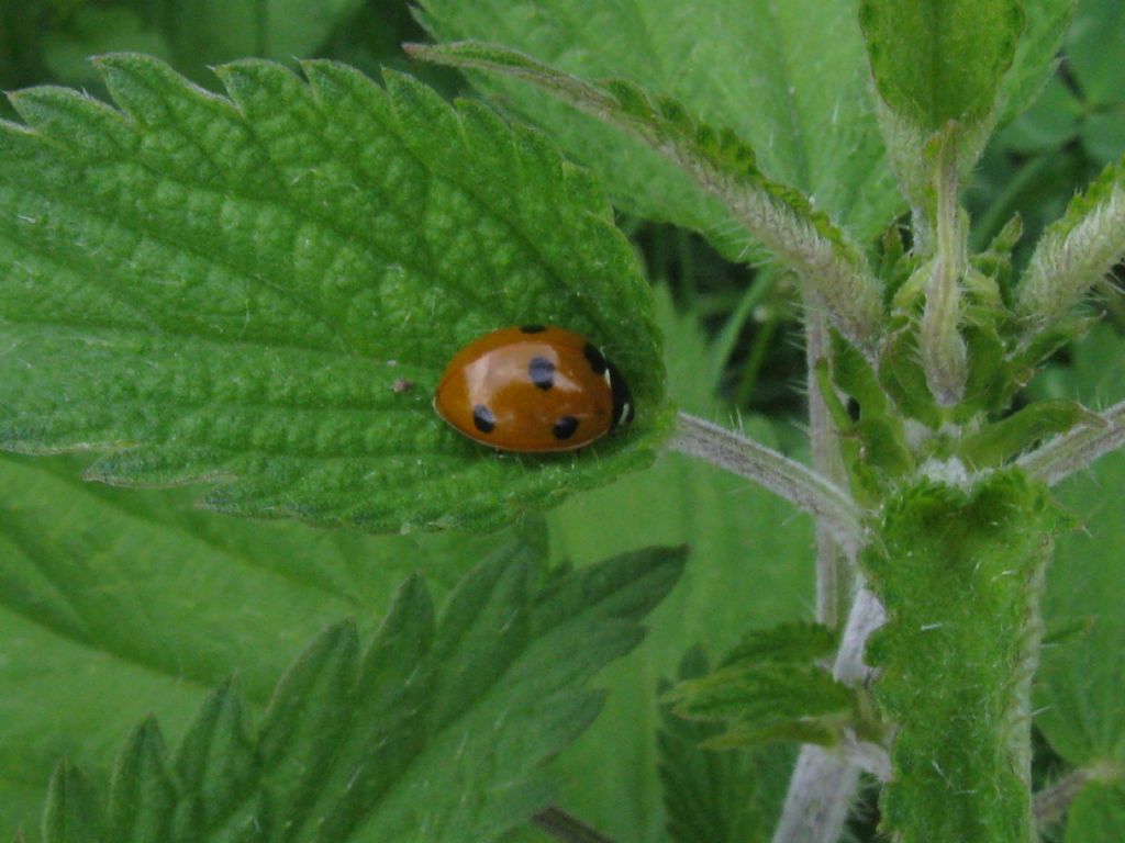 Coccinella septempunctata