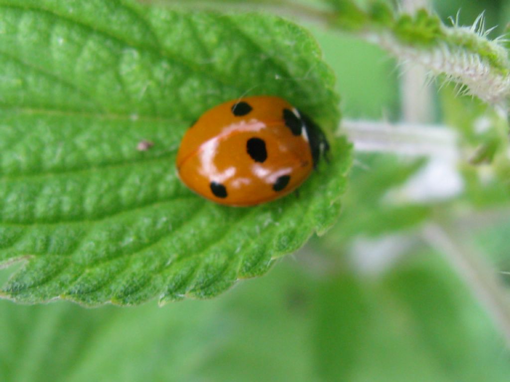 Coccinella septempunctata