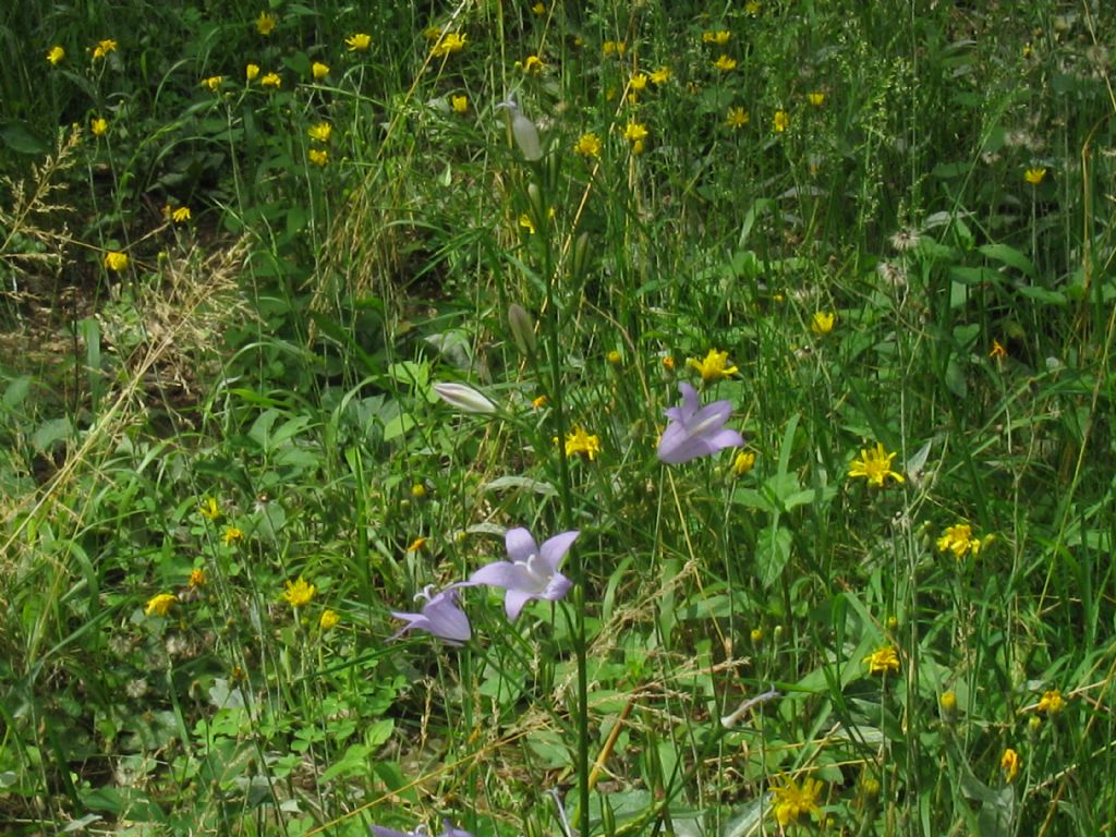 Campanula rapunculus? S !