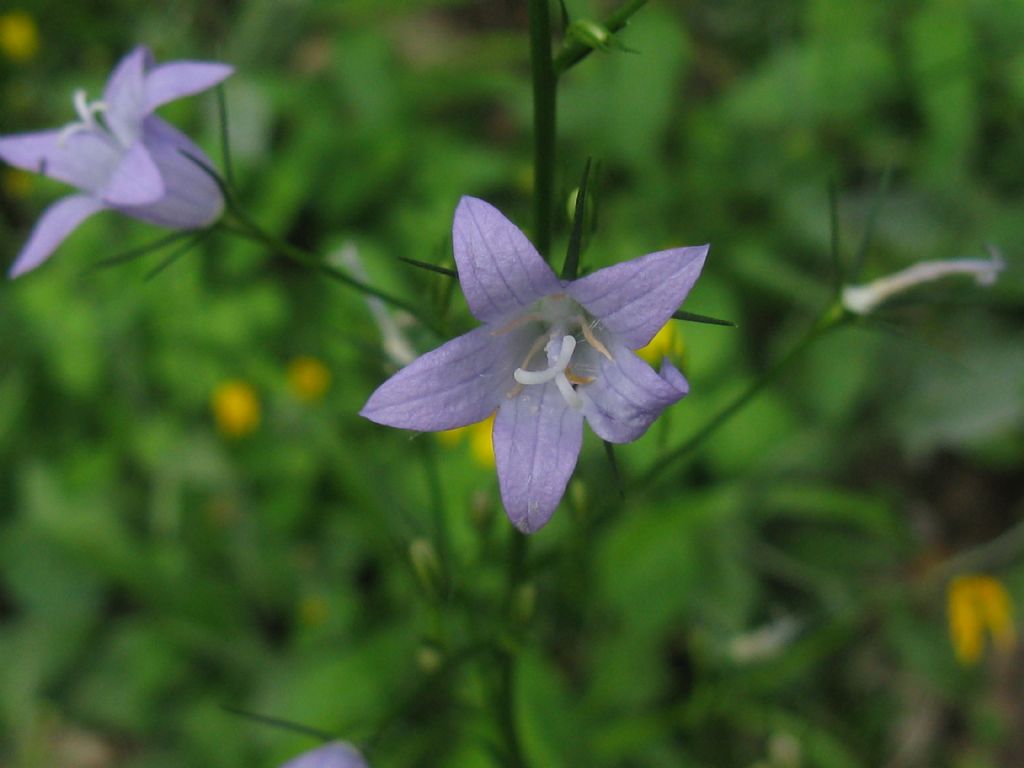 Campanula rapunculus? S !