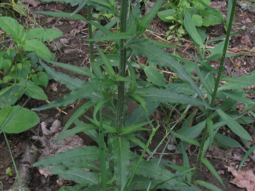 Campanula rapunculus? S !