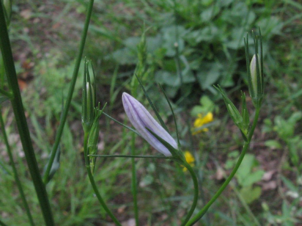 Campanula rapunculus? S !