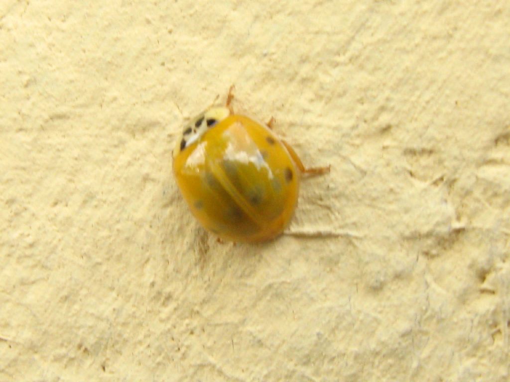 Coccinelle in trasformazione: Harmonia axyridis? S !