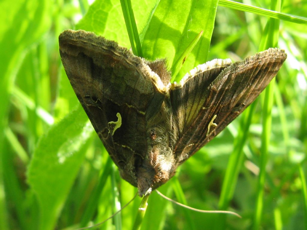 Autographa gamma