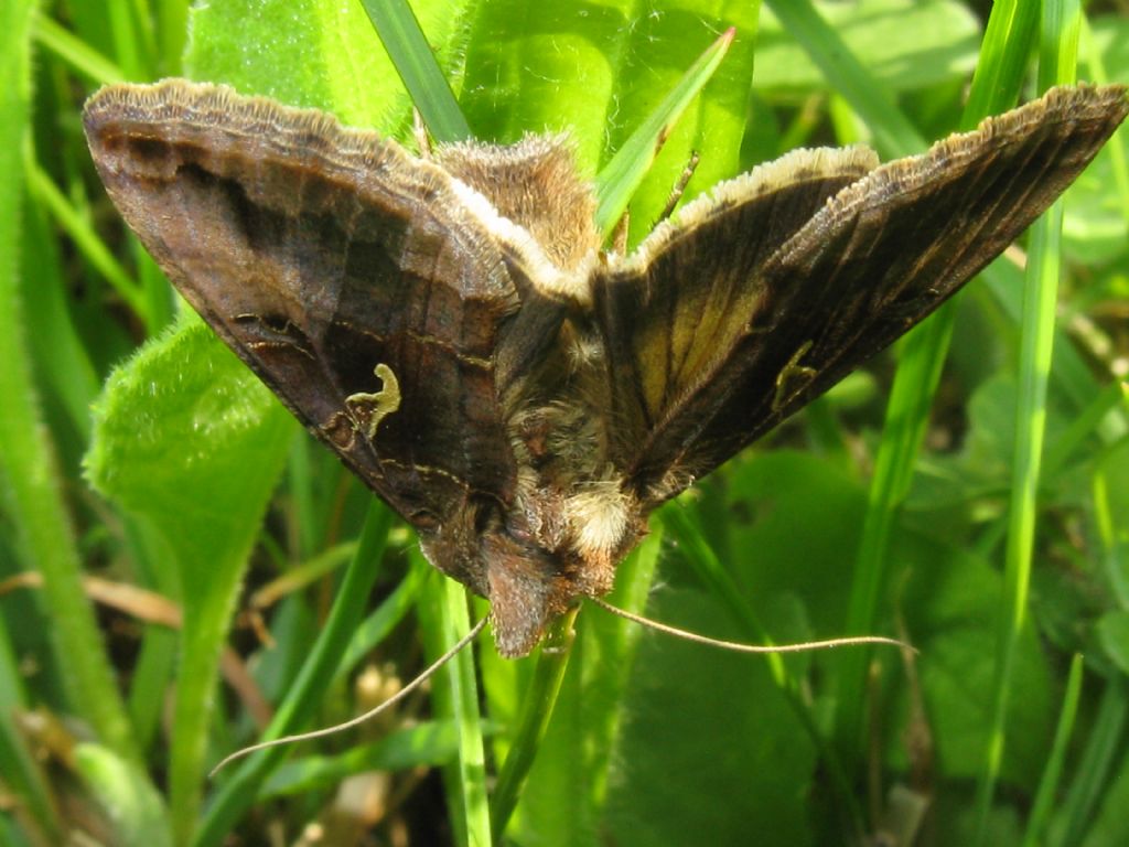 Autographa gamma