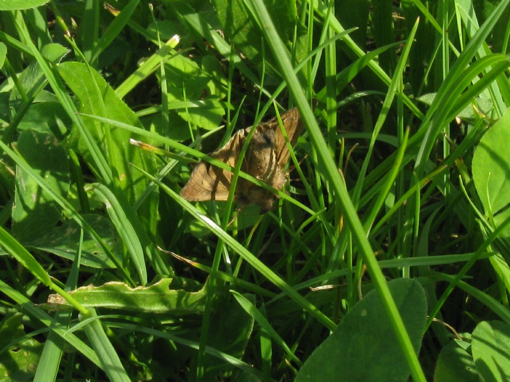 Autographa gamma