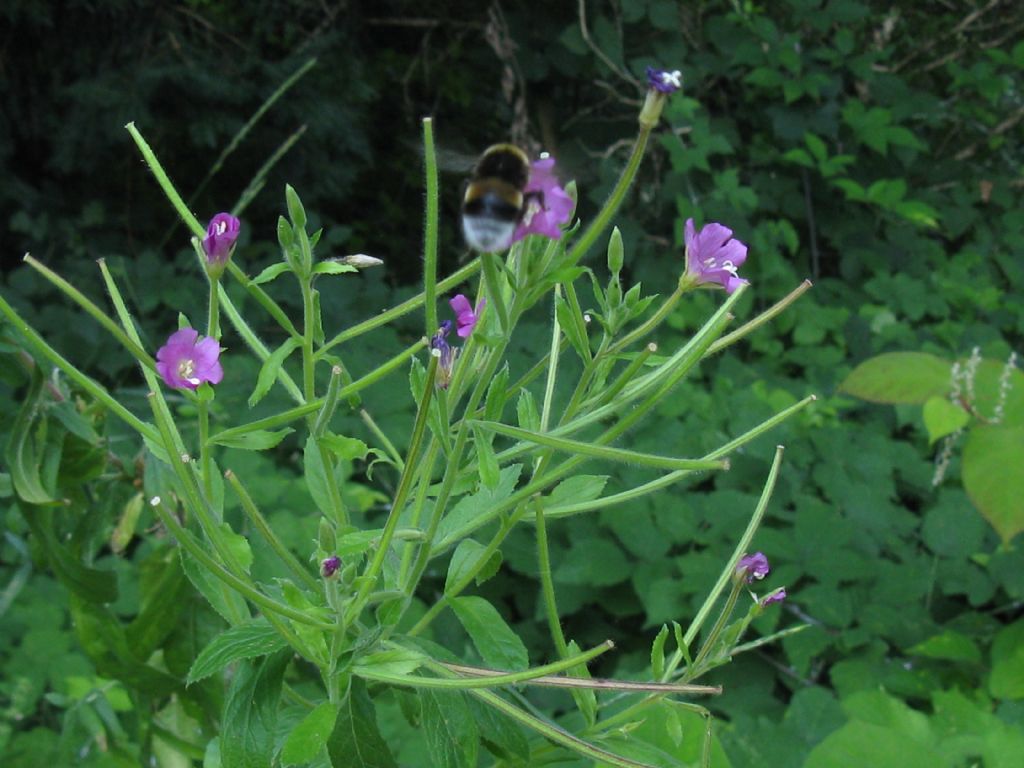 Epilobium hirsutum