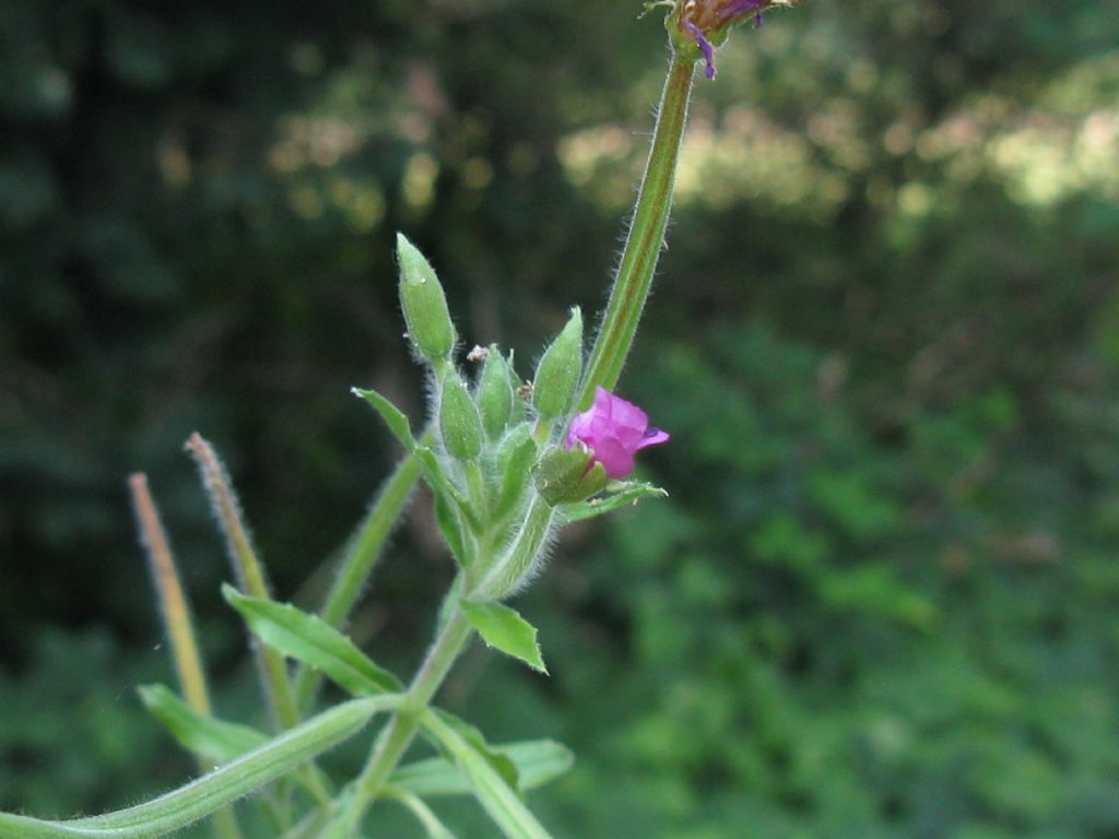 Epilobium hirsutum