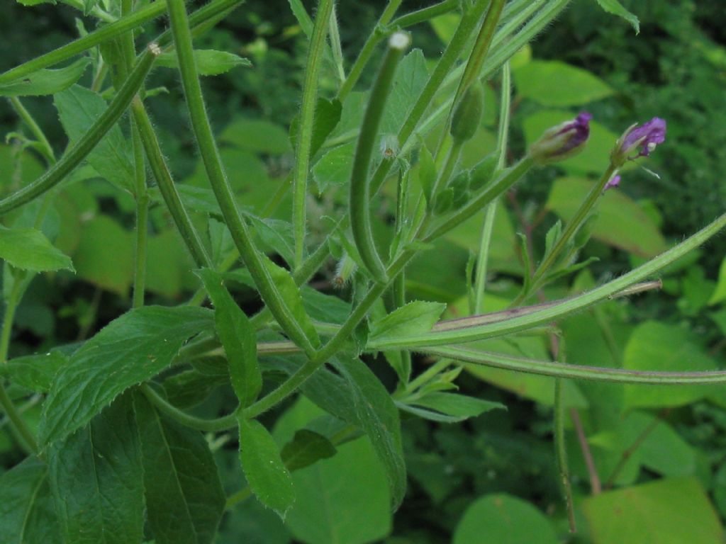 Epilobium hirsutum