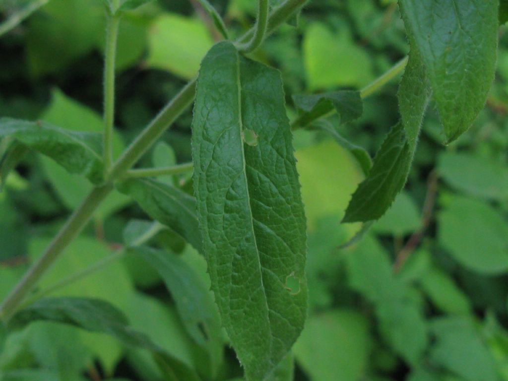 Epilobium hirsutum