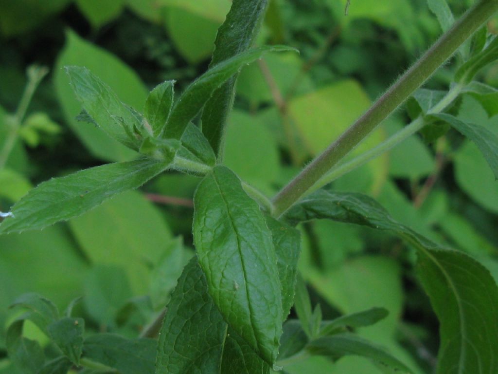 Epilobium hirsutum