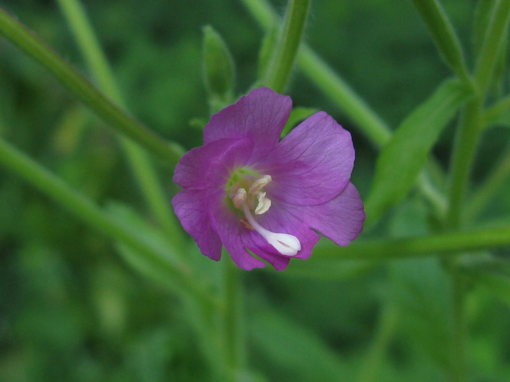 Epilobium hirsutum