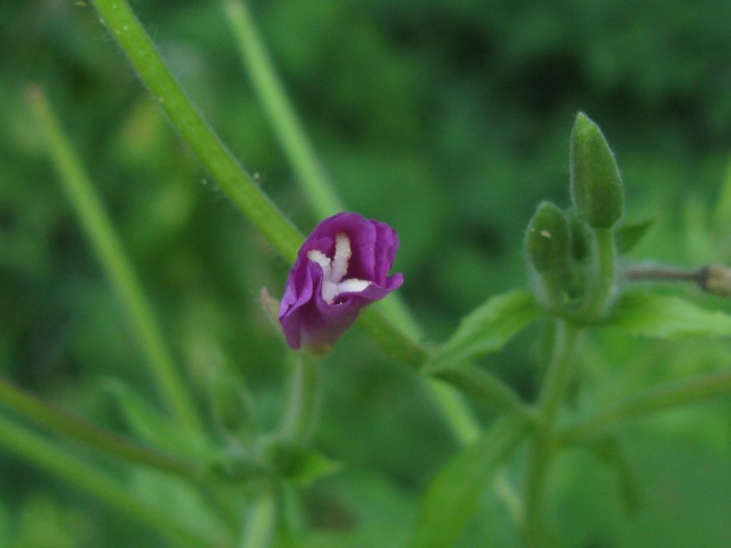 Epilobium hirsutum