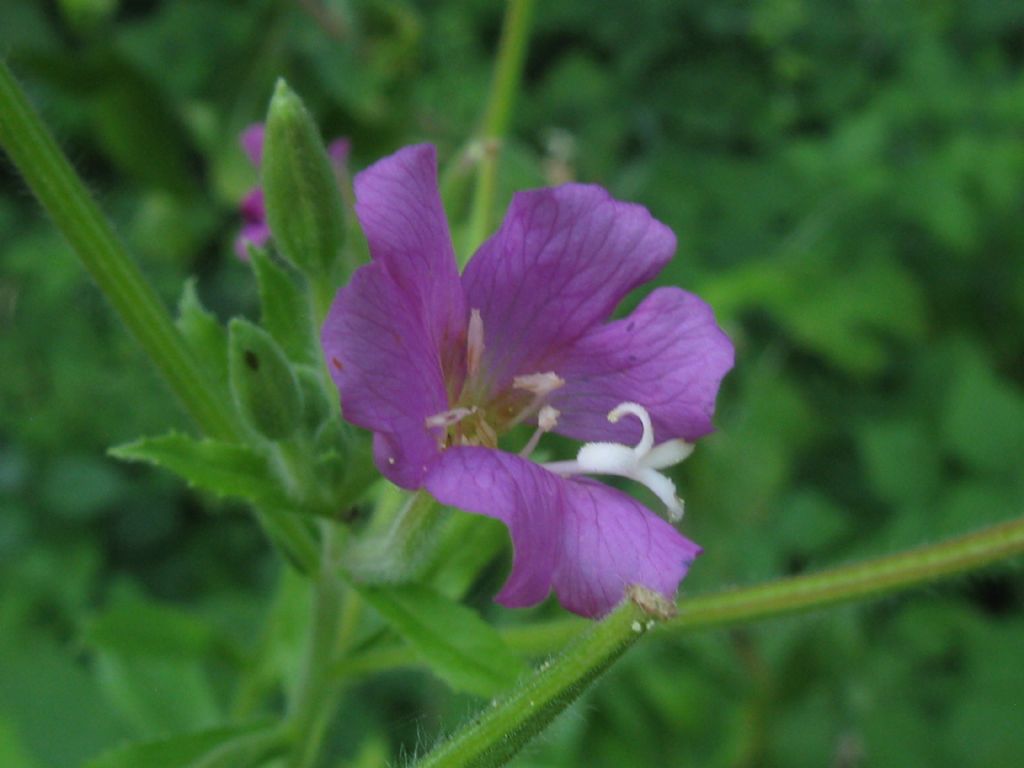 Epilobium hirsutum