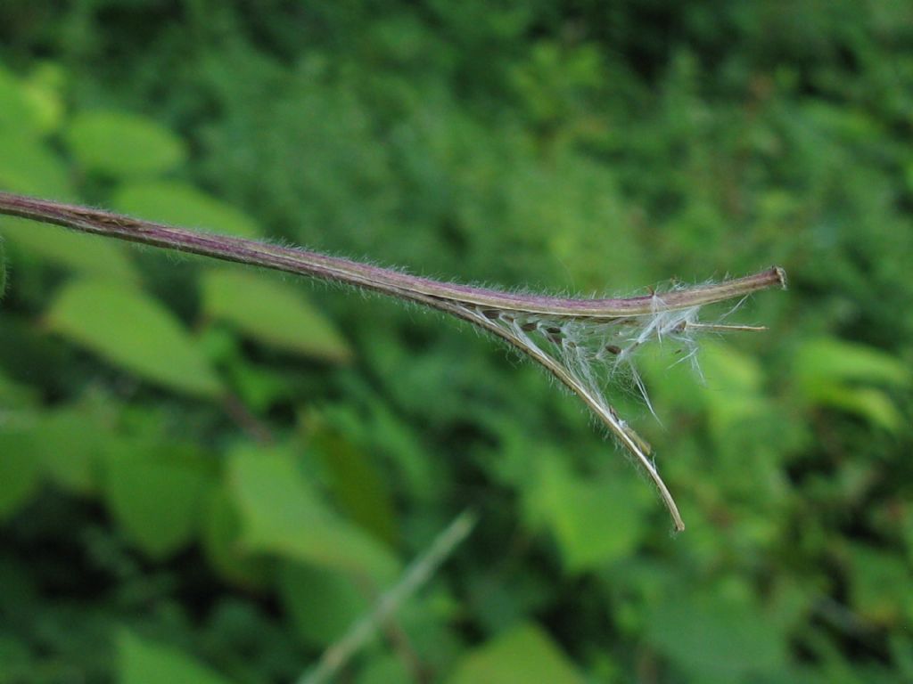 Epilobium hirsutum