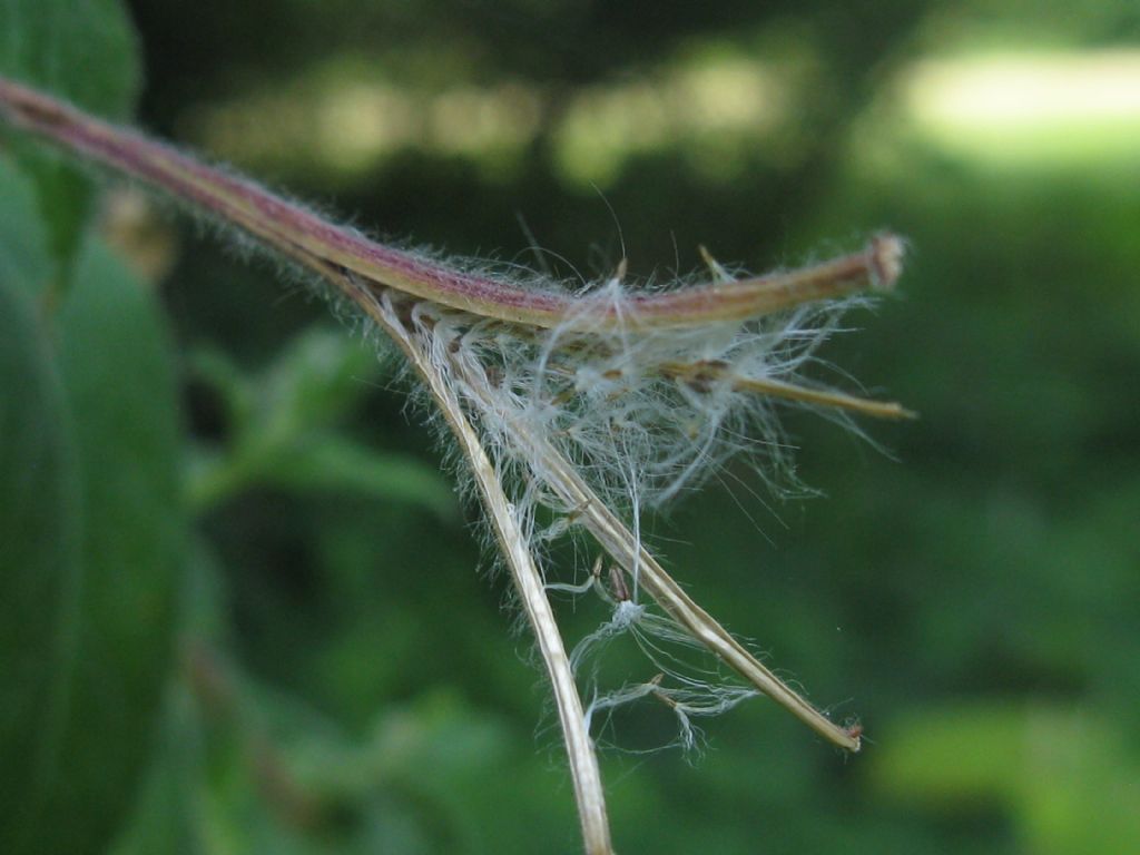 Epilobium hirsutum