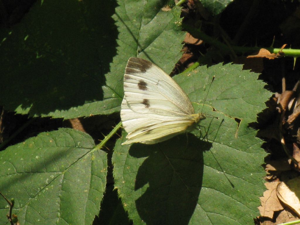 Pieris napi femmina?